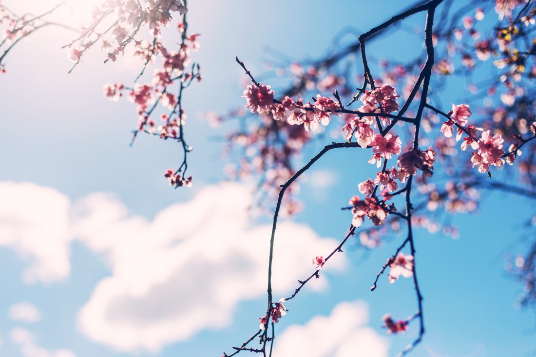 Cherry blossom branches by Jason Leung